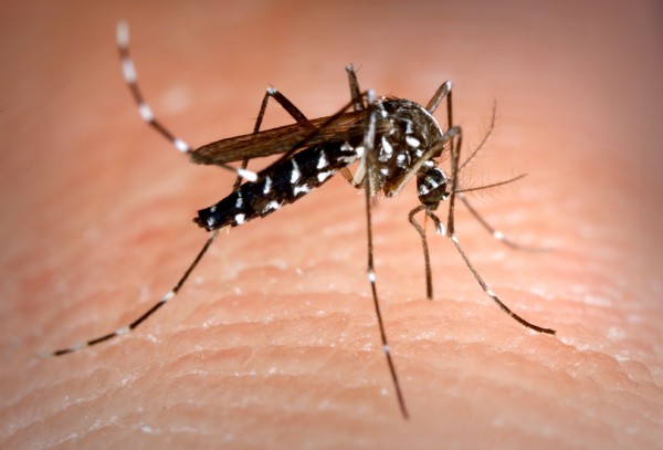 Asya Kaplan sivrisineği nedir